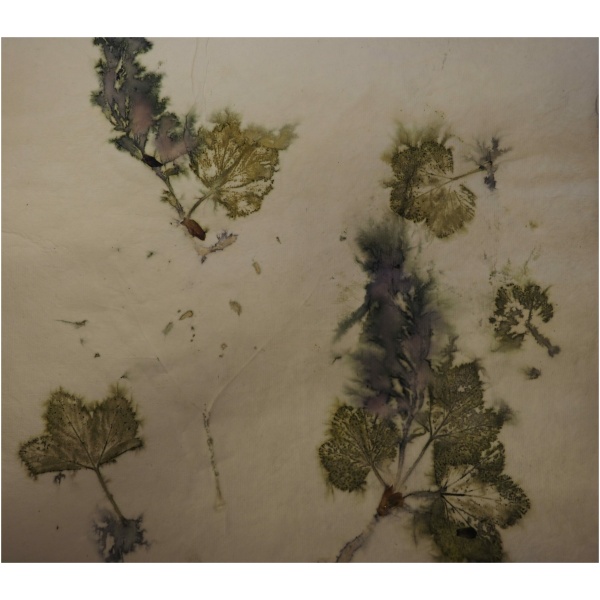 Ecoprint/botanisk trykk på papir og tekstiler 19. og 20. august - Bilde 7