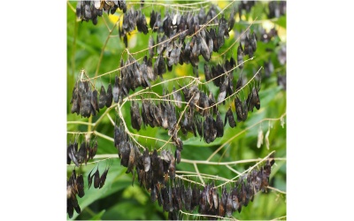 Spinnestua