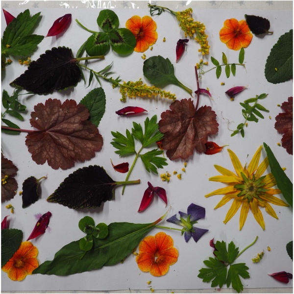 Kurs i botanisk trykk/ecoprint, trykk med planter på papir og tekstiler- 4. og 5. mai - Bilde 7